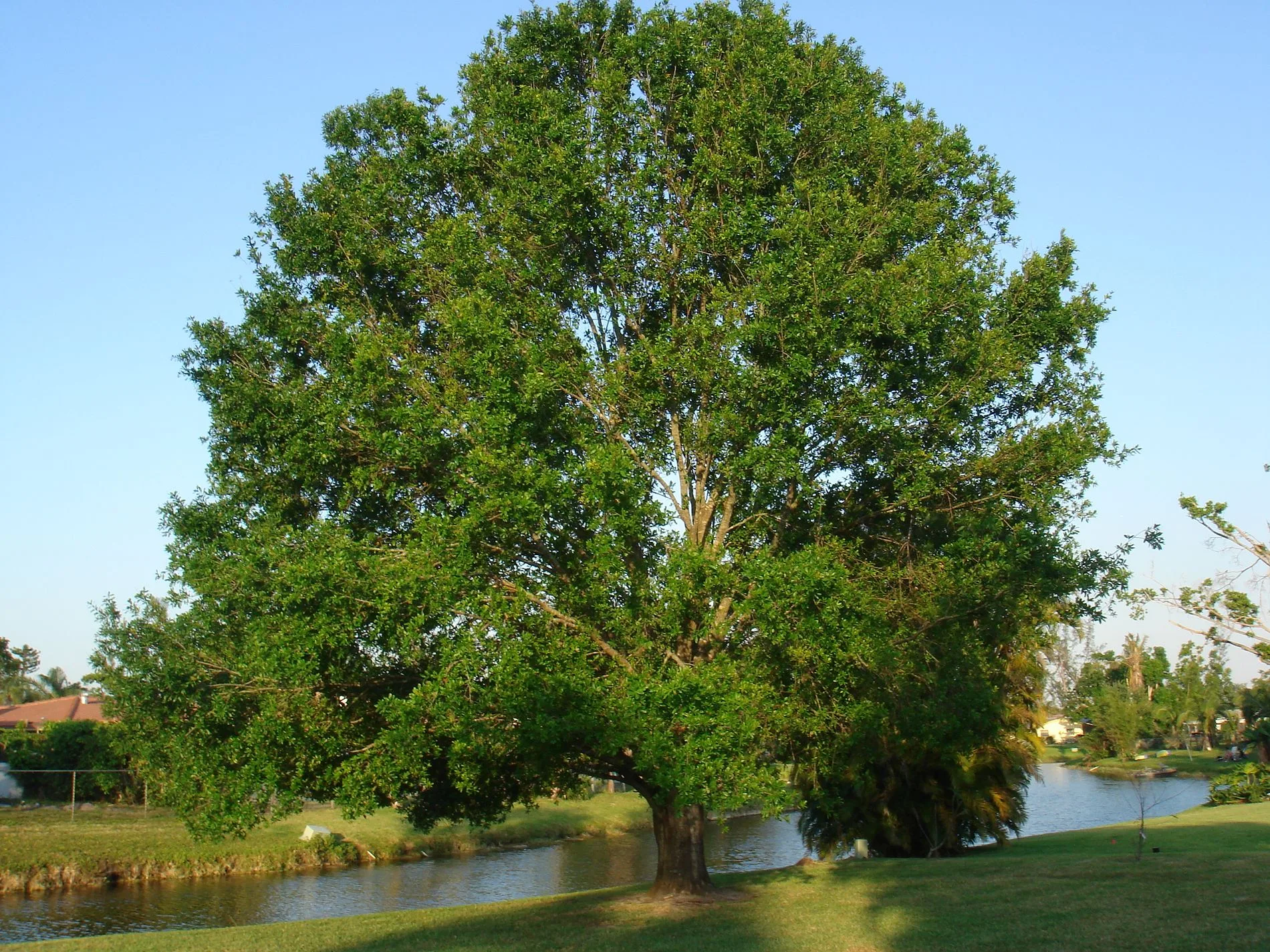 A large oak shading the grass beside a waterway in Coral Springs, Florida