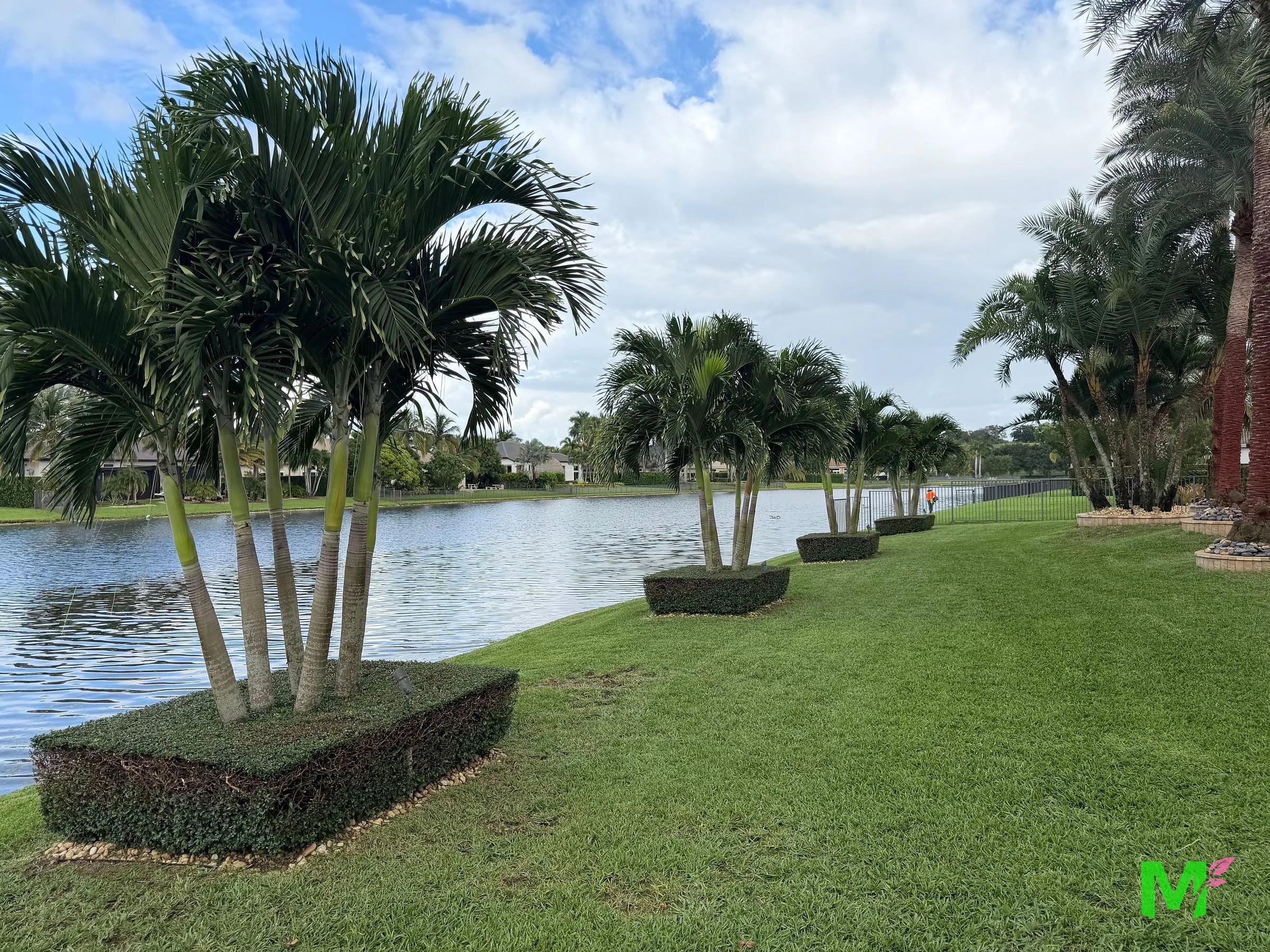 Multi-trunk palms set in clipped hedge boxes along a lakefront lawn