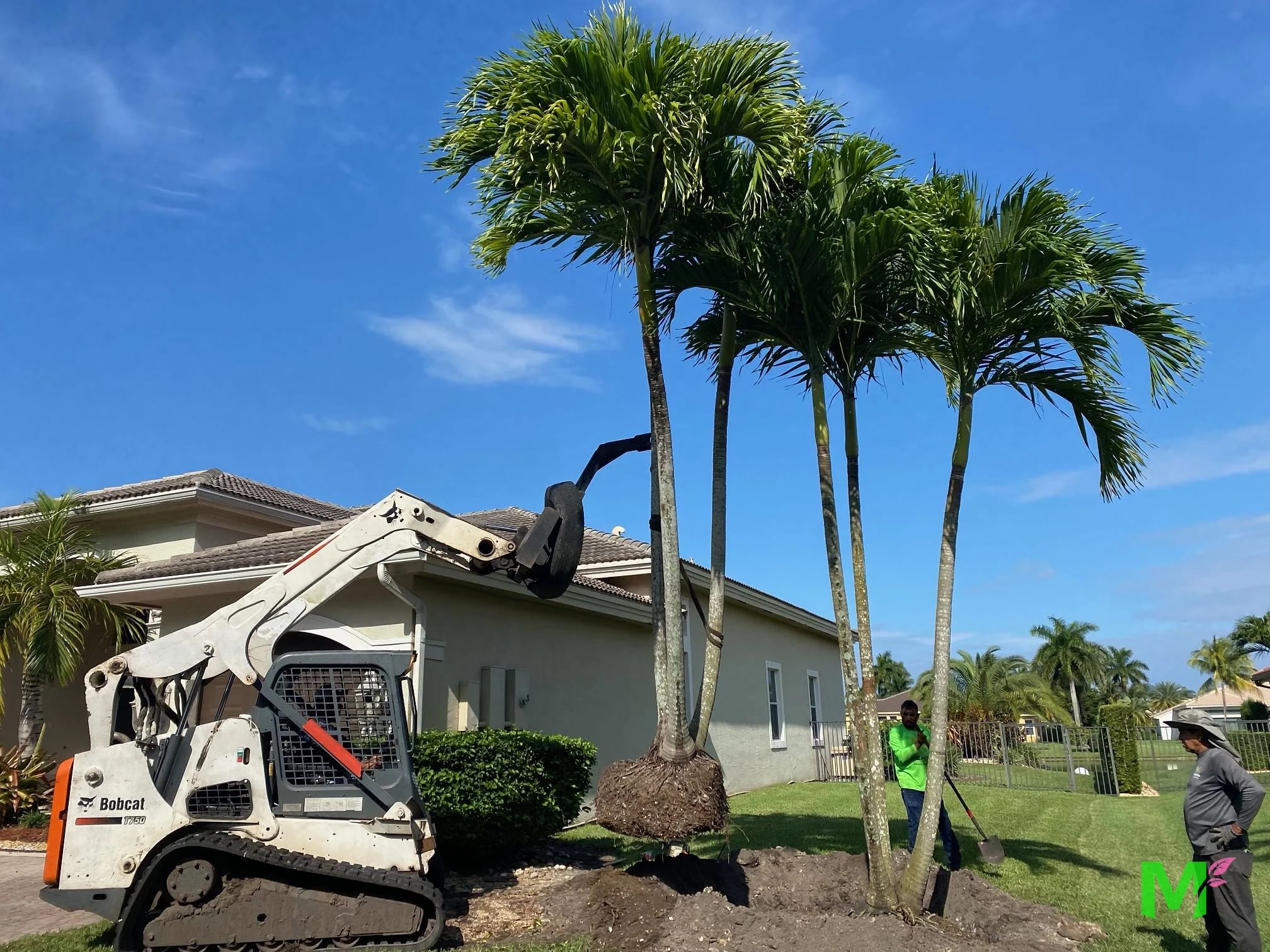 Crew setting a multi-trunk palm with a compact track loader