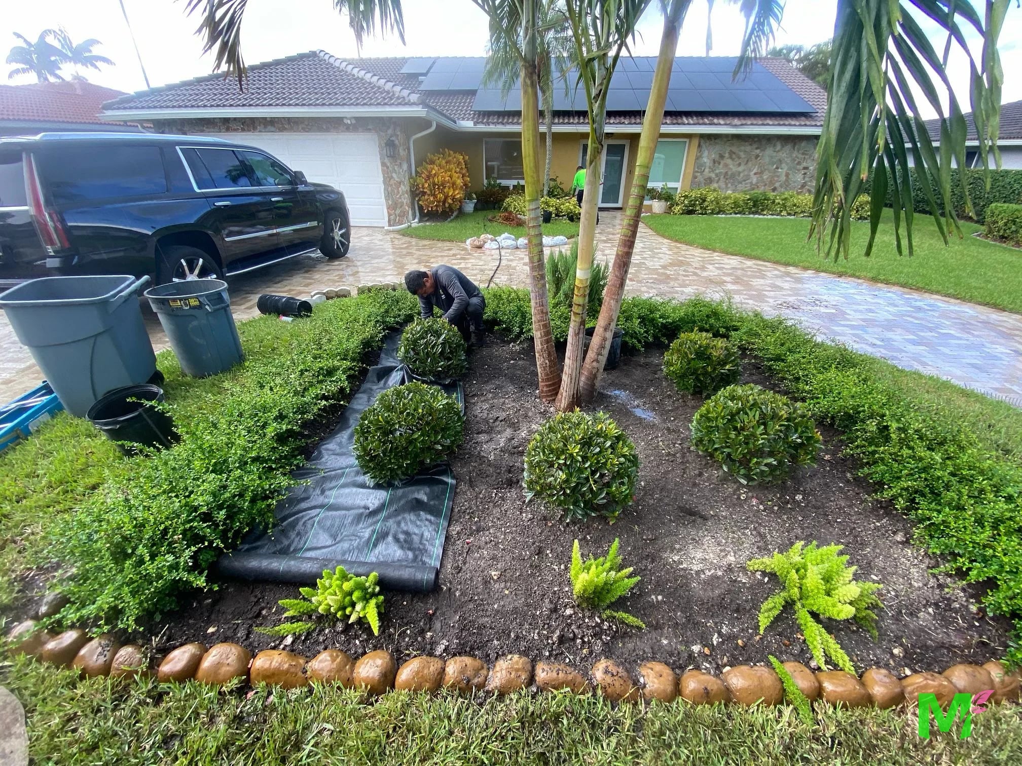 Front yard bed during installation, with landscape fabric down and new shrubs placed around palms