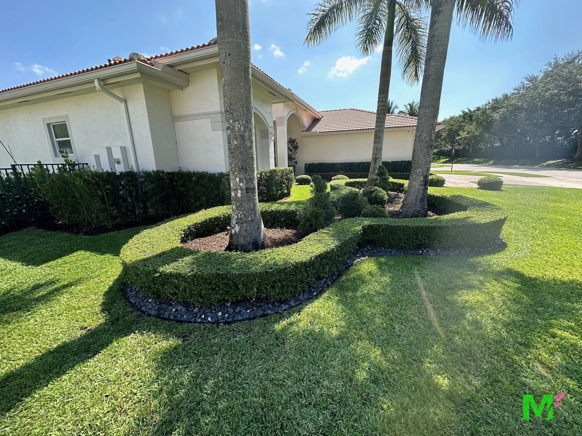 Curving clipped hedge ring around two palms with a black river rock edge