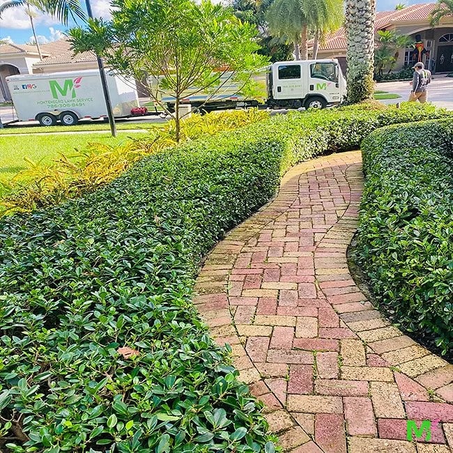 Clipped hedges lining a brick paver walkway, with a Montenegro Lawn Service truck, trailer and crew member behind
