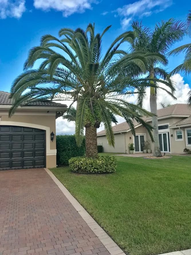 Mature date palm and a clipped shrub ring beside a paver driveway