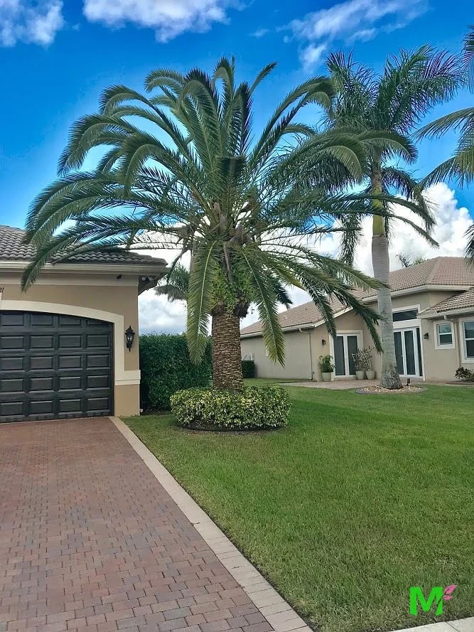 Mature date palm and a clipped shrub ring beside a paver driveway